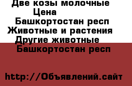 Две козы молочные › Цена ­ 10 000 - Башкортостан респ. Животные и растения » Другие животные   . Башкортостан респ.